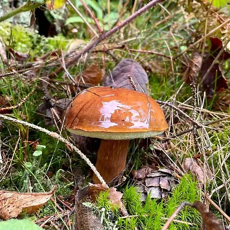 Διαμέρισμα Im Zentrum Von *