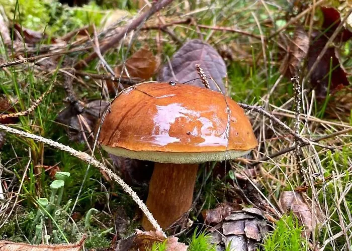 Lejlighed Im Zentrum Von *